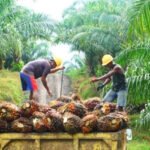 Plantation