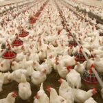 Poultry Farm Worker